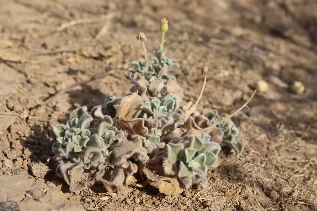 Whole plant