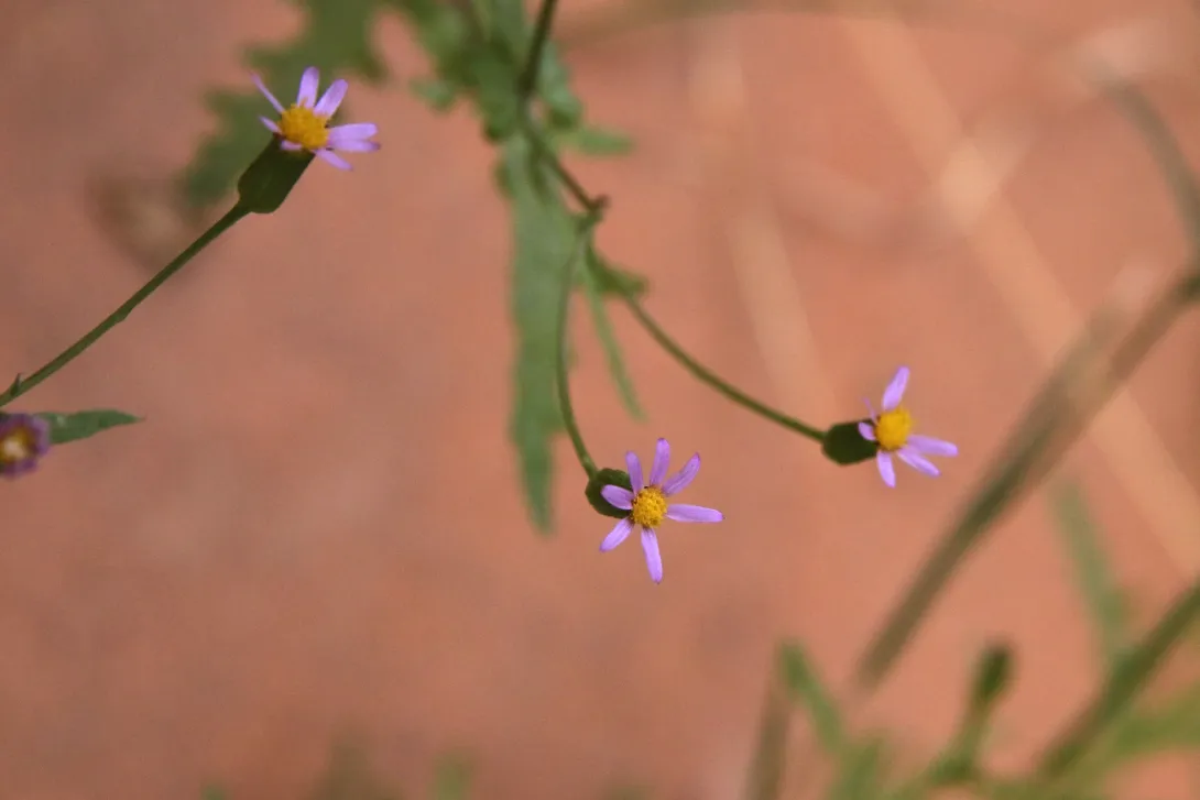 Senecio hoggariensis flowers