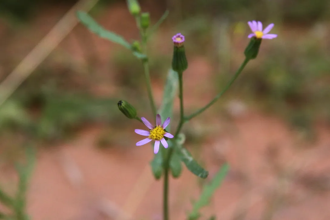 Senecio hoggariensis flowers