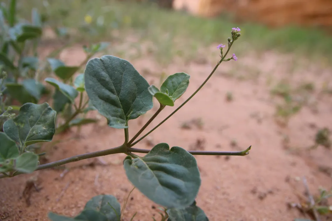Commicarpus helenae flower and leaves