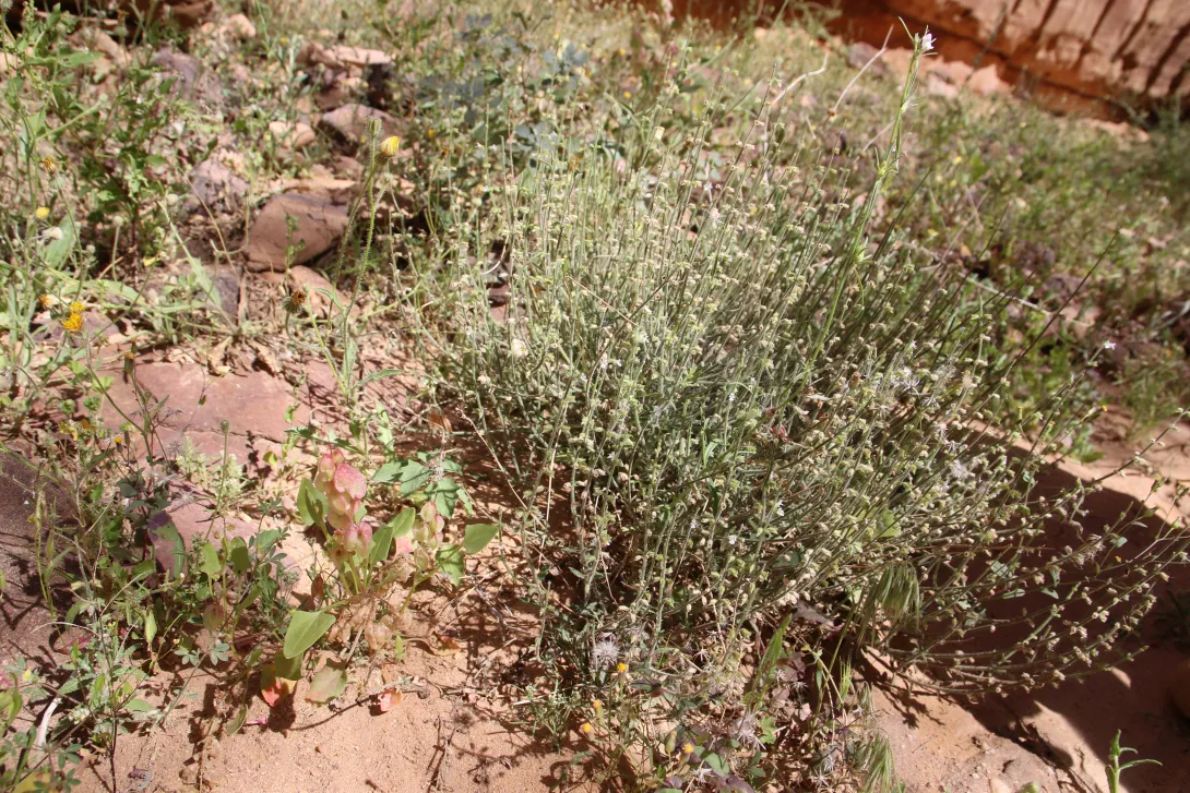 Whole plant