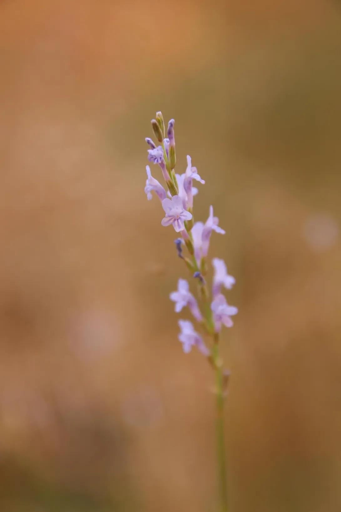 Lavandula coronopifolia flowers