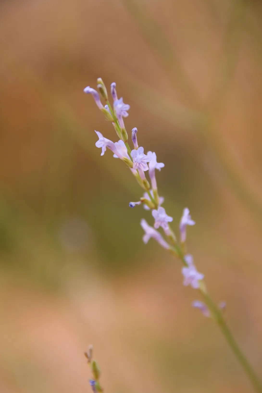 Lavandula coronopifolia flowers