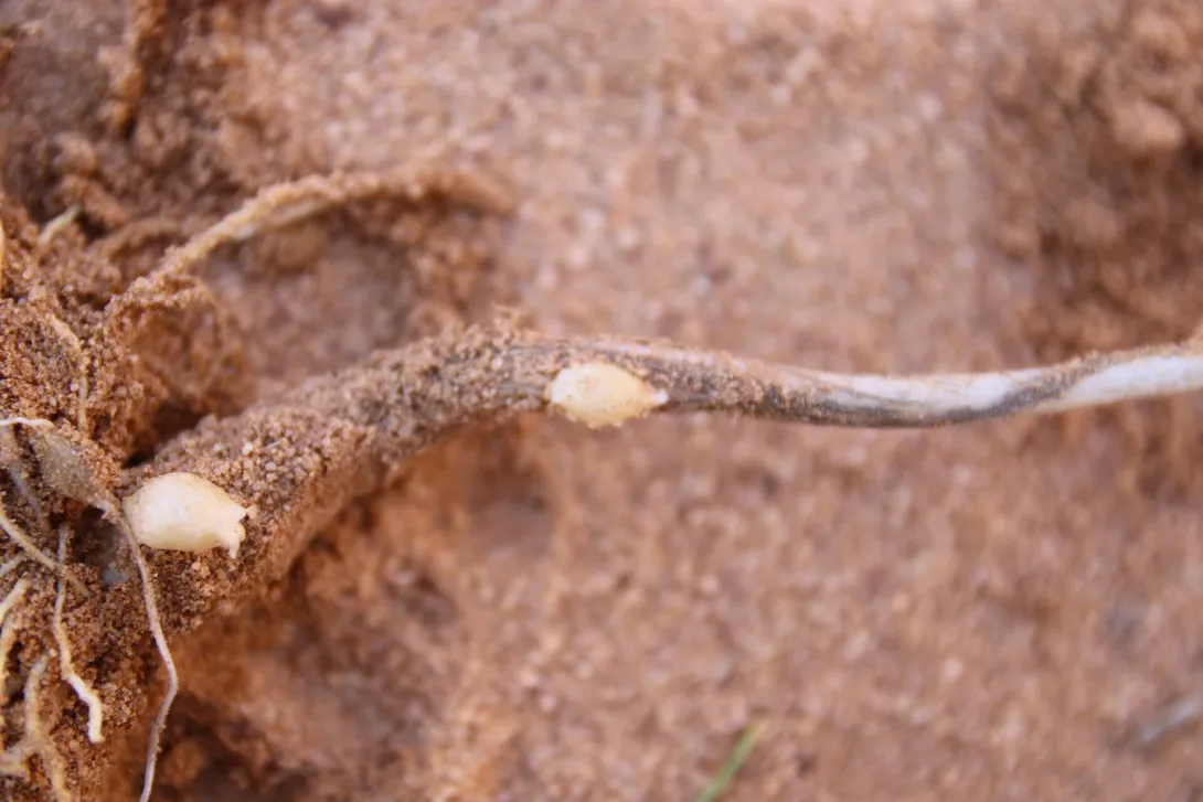 Bulb of Allium sindjarense
