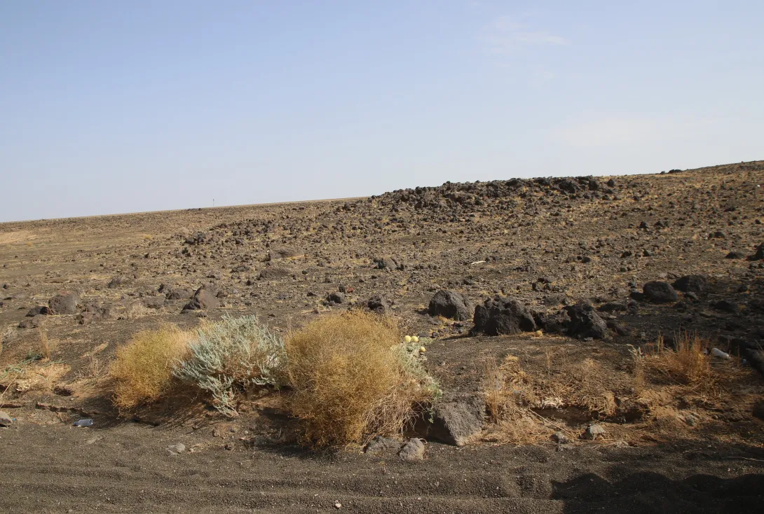 Artemisia judaica in its immediate surroundings