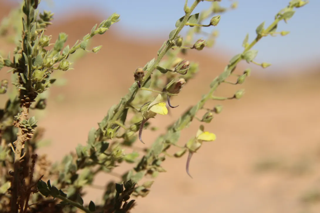 Kickxia aegyptiaca flower