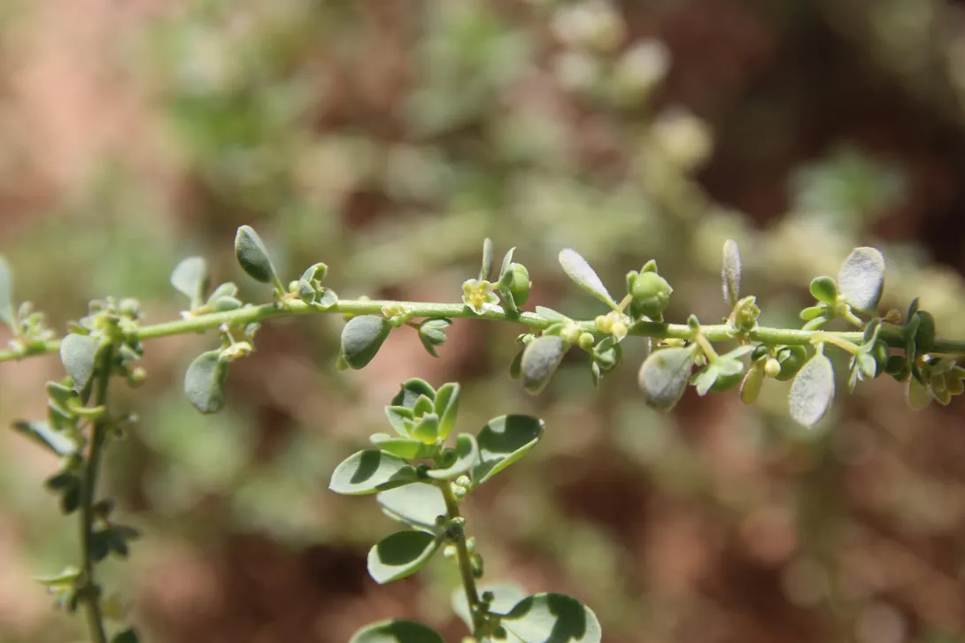 Andrachne telephioides flowers and fruits