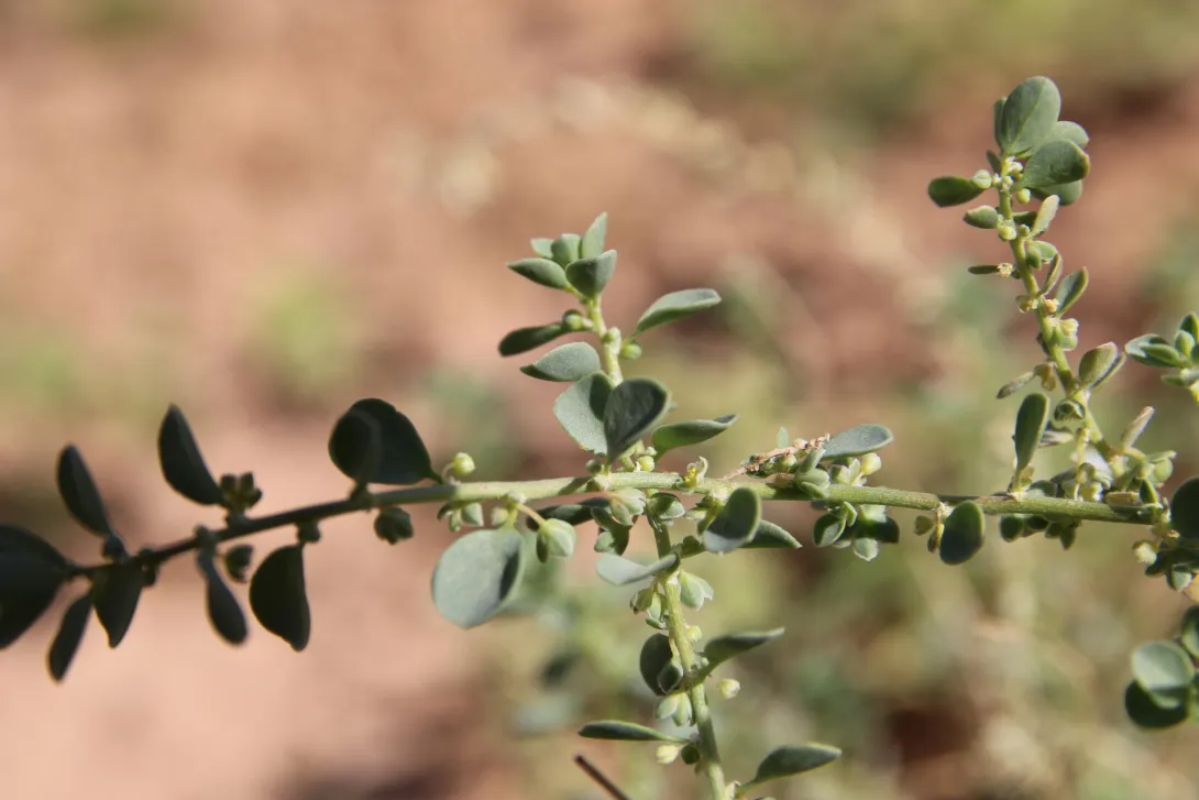 Andrachne telephioides flowers and fruits