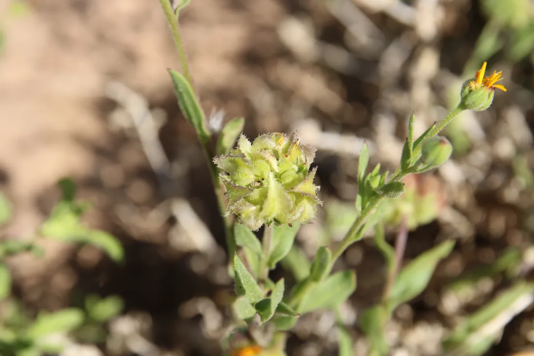 Calendula tripterocarpa fruit