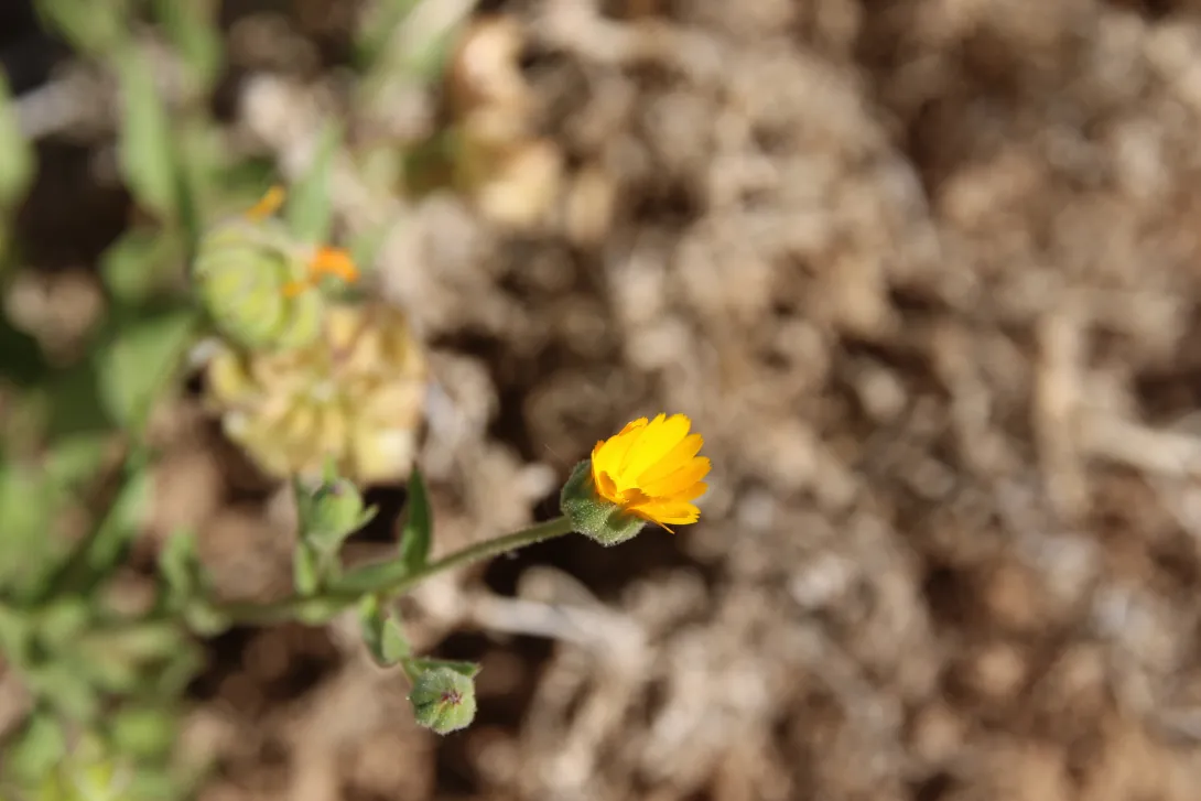 Calendula tripterocarpa fruit and flower