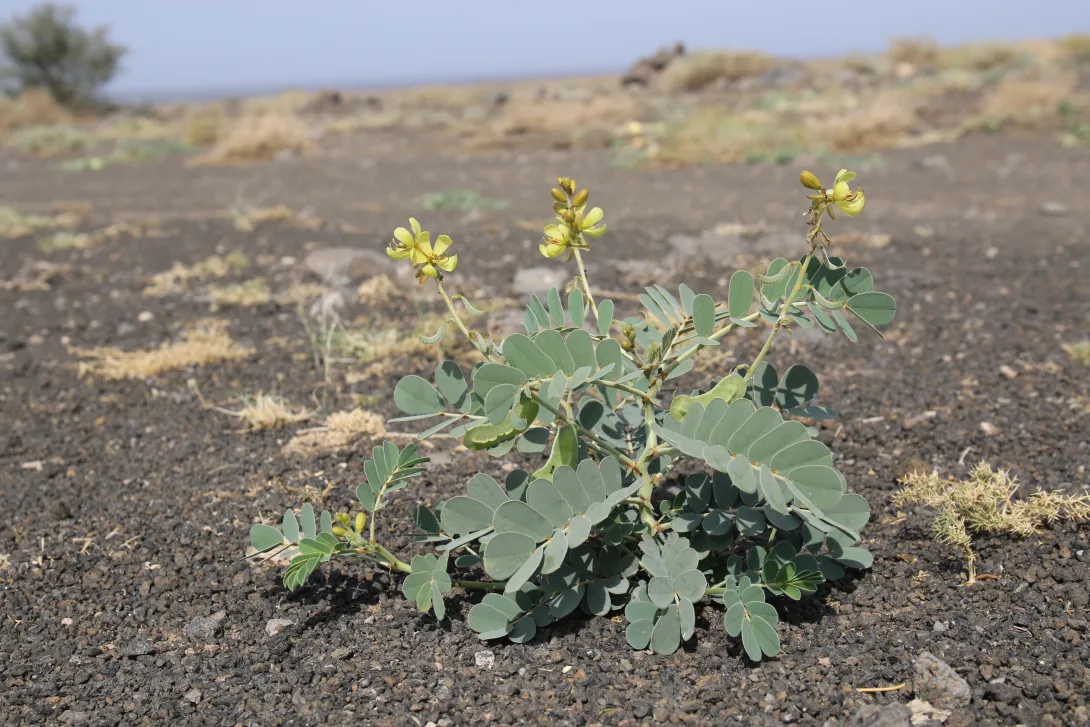 Whole plant