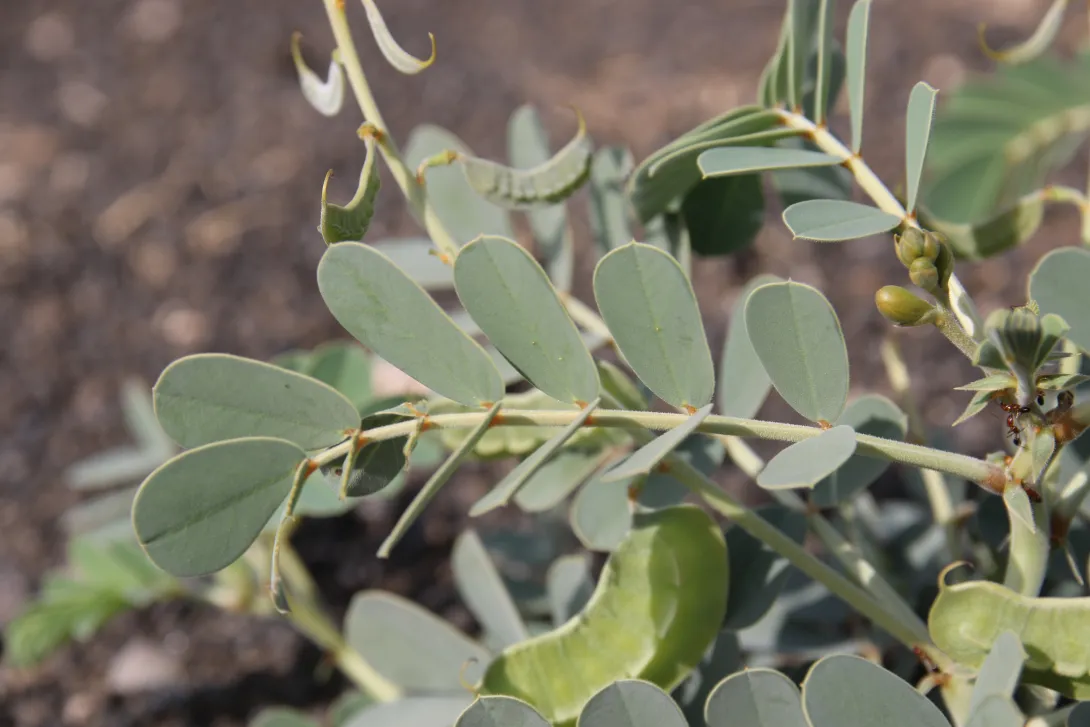 Senna italica leaf