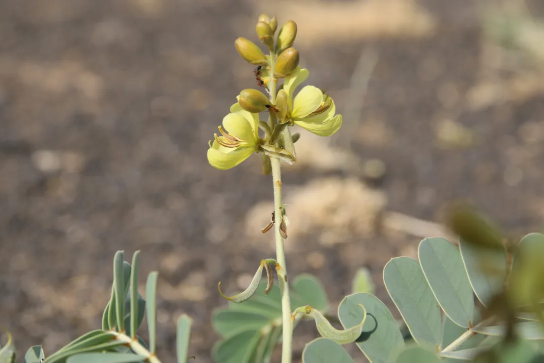 Senna italica flowers