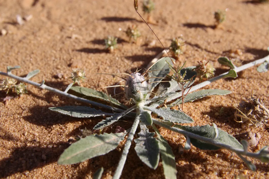 Centaurea mesopotamica leaves