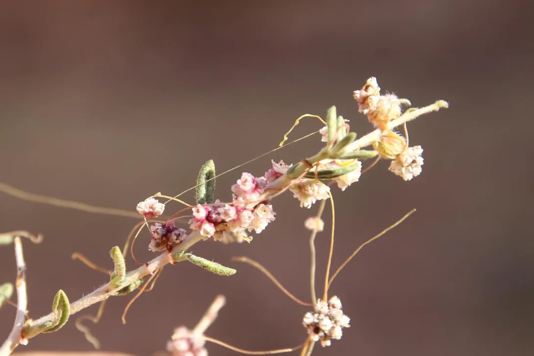 Cuscuta campestris flowers