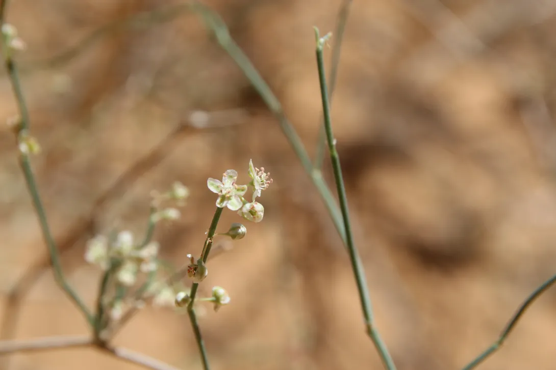 Calligonum comosum flowers