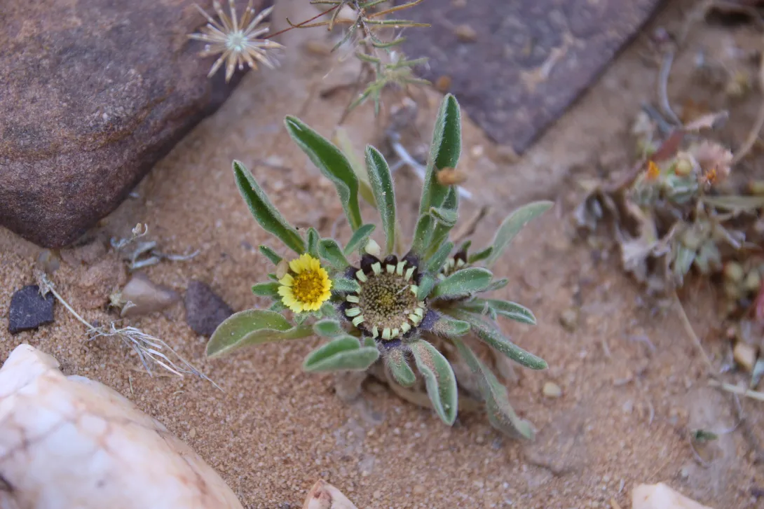 Whole plant