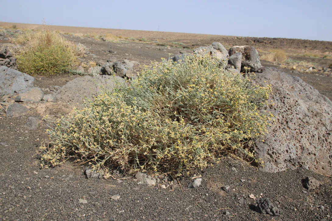 Whole plant