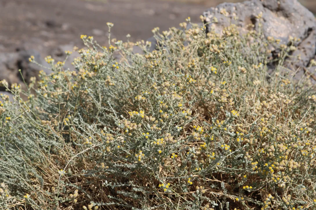 Flowers and leaves of Achillea fragrantissima