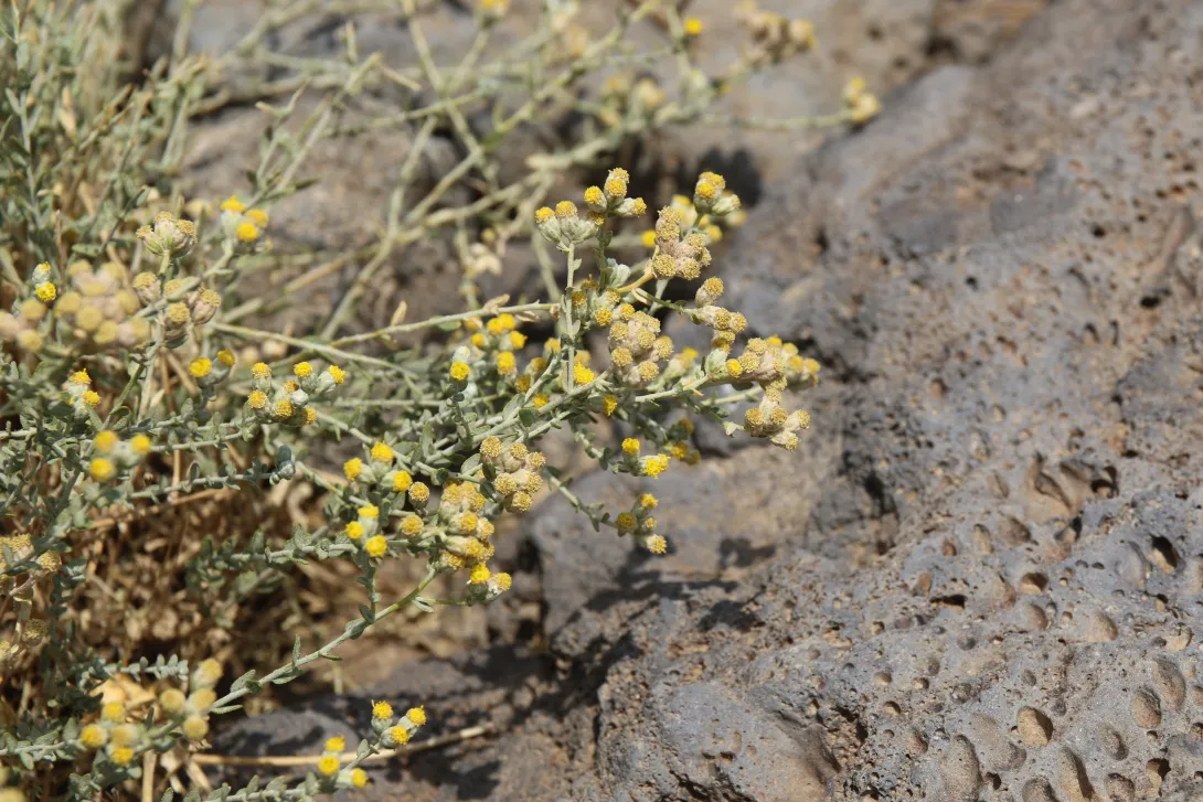 Flower of Achillea fragrantissima