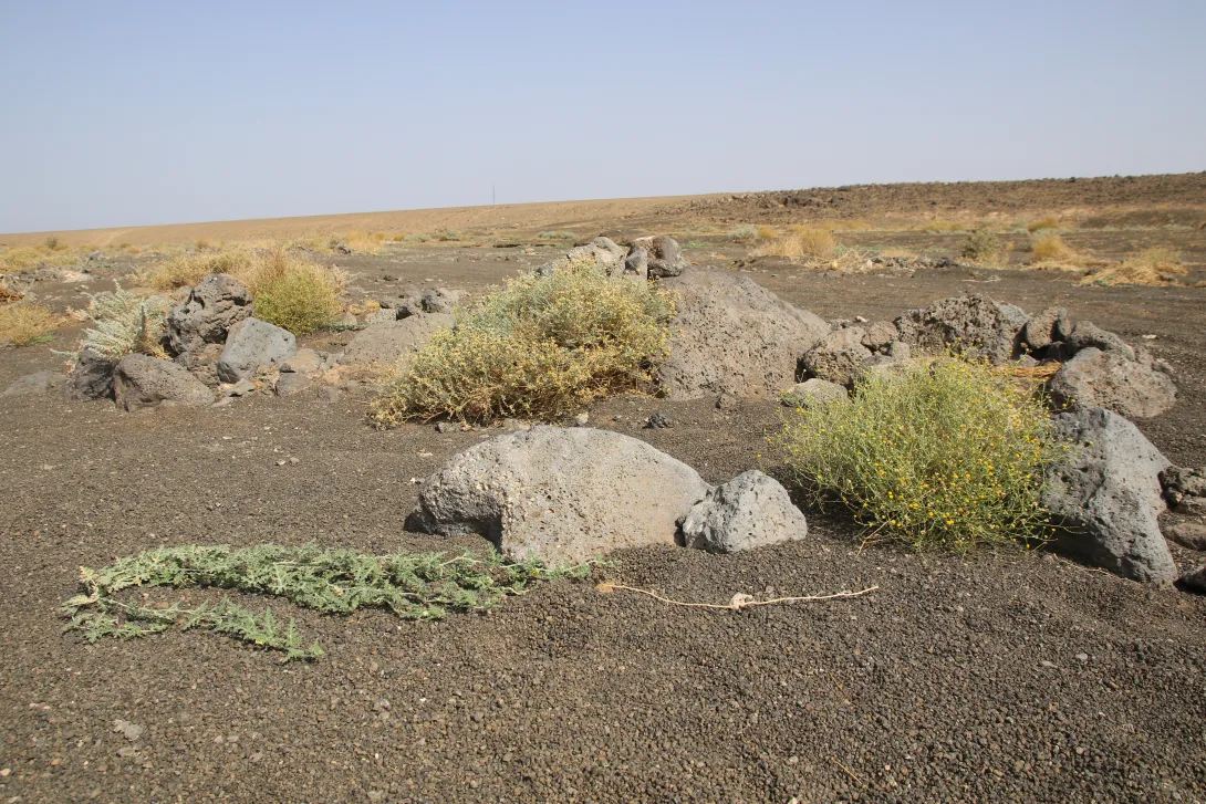 Achillea fragrantissima in its immediate surroundings