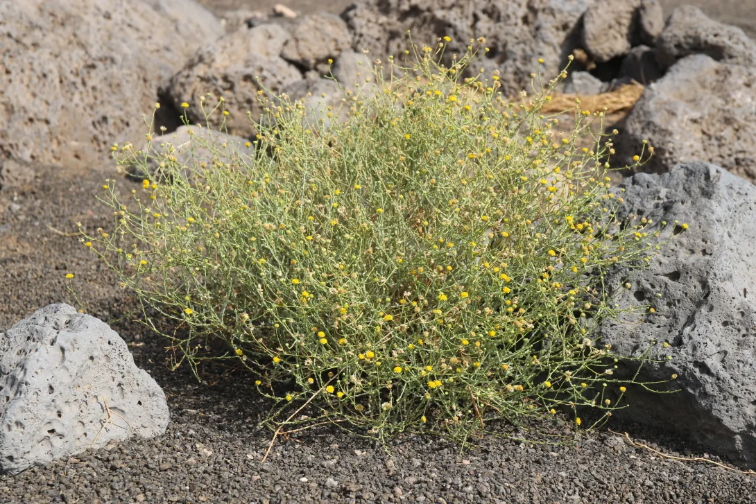 Whole plant