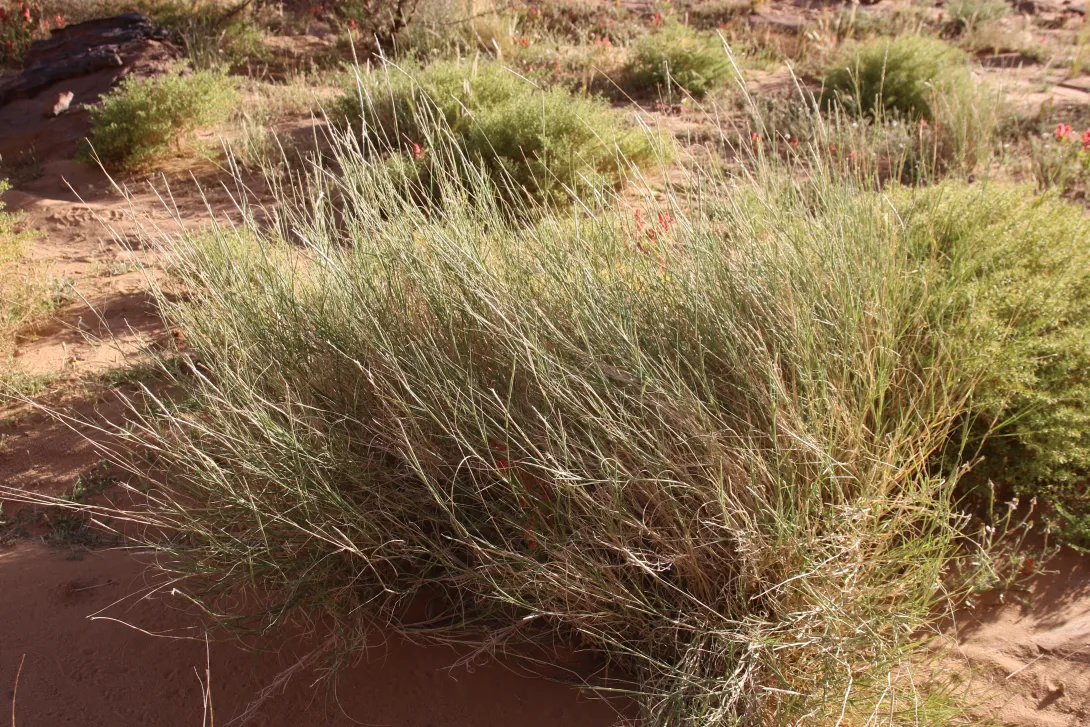 Whole plant