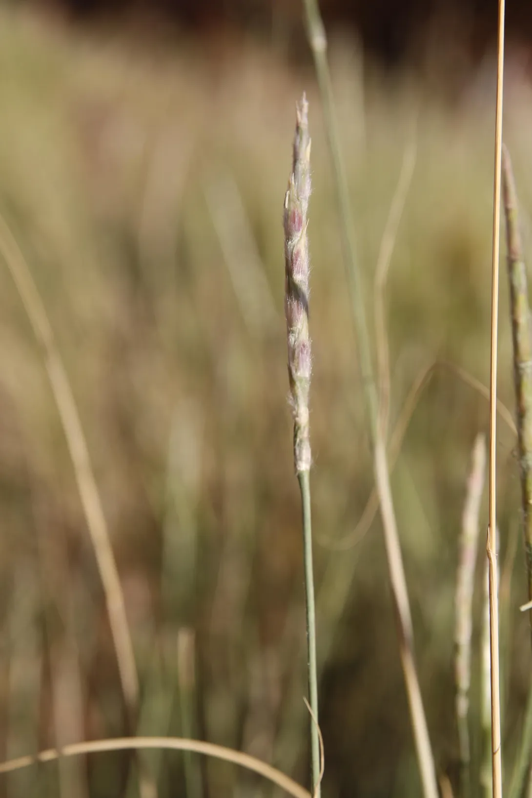 Lasiurus scindicus fruit