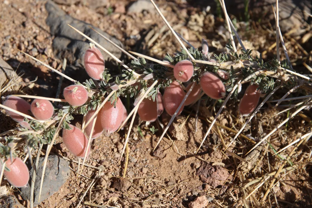 Astragalus spinosus leaves and fruits