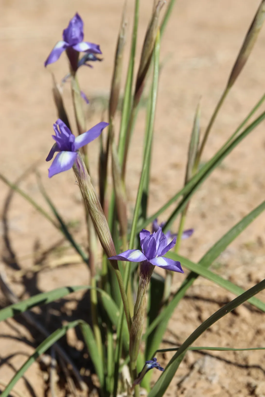 Moraea sisyrinchium flowers and leaves