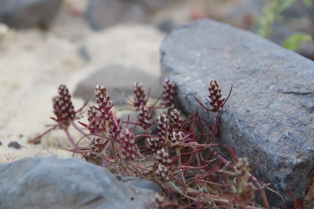 Whole plant
