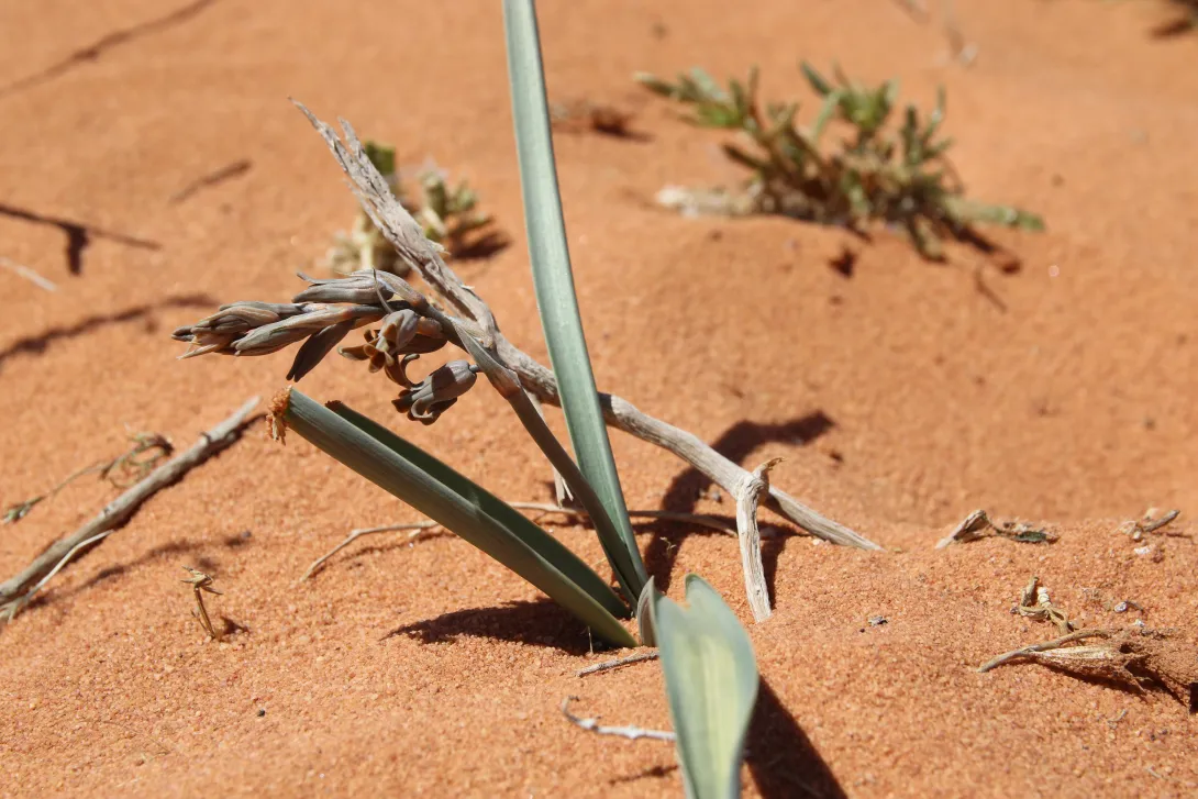 Whole plant and leaves