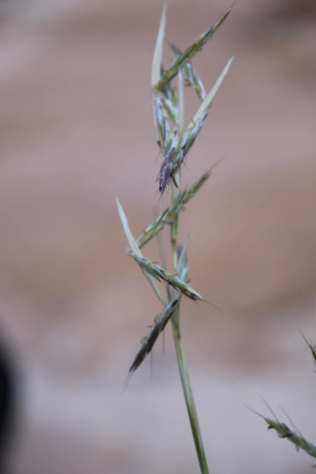 Cymbopogon schoenanthus flowers