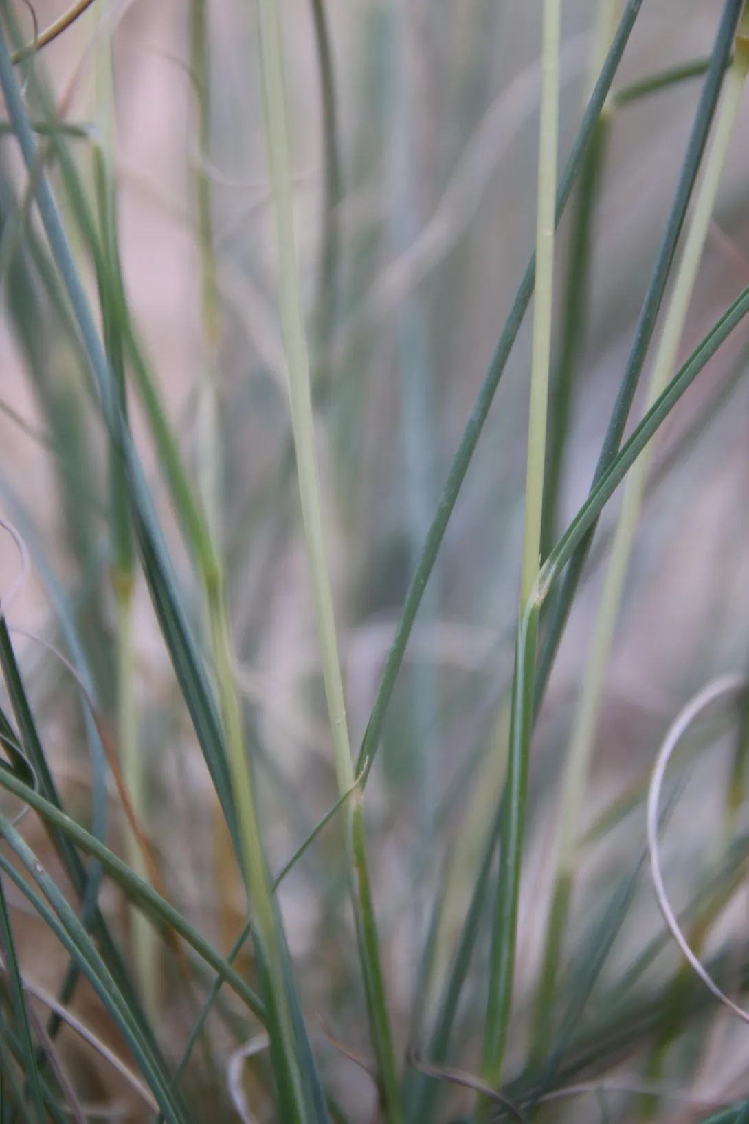 Cymbopogon schoenanthus leaves