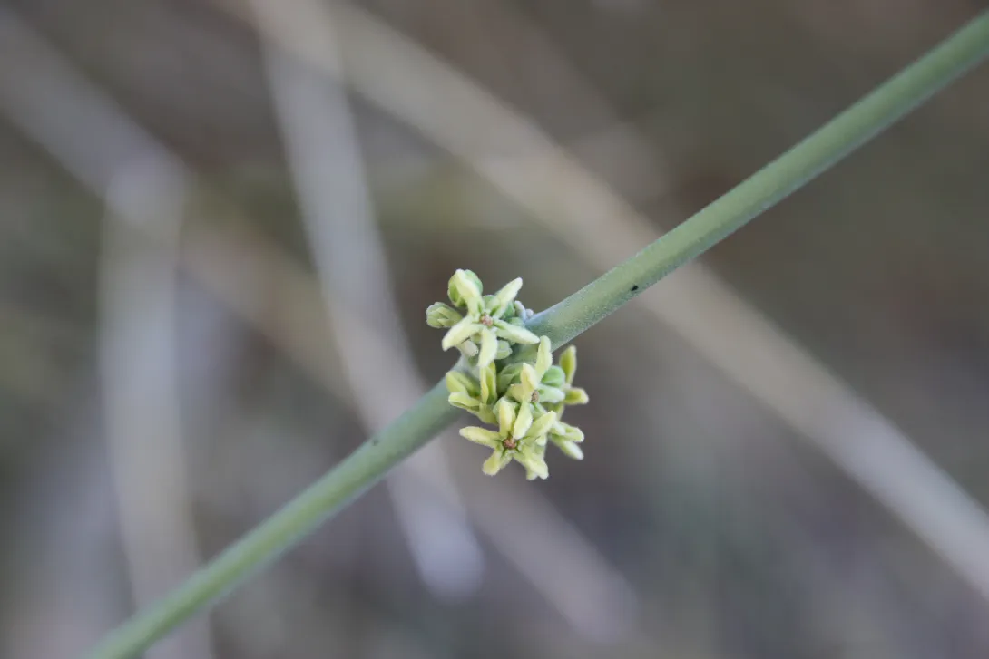 Leptadenia pyrotechnica flowers