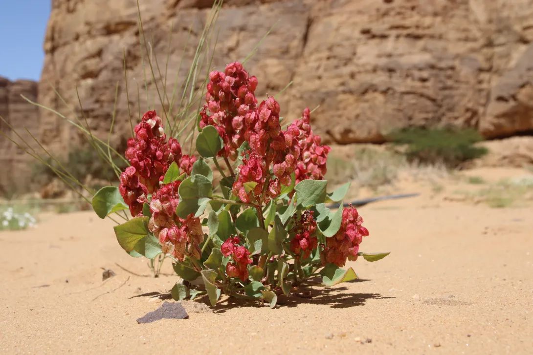 Whole plant