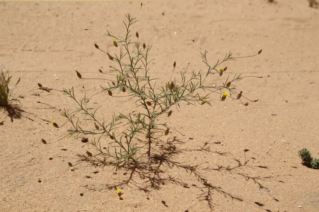 Whole plant