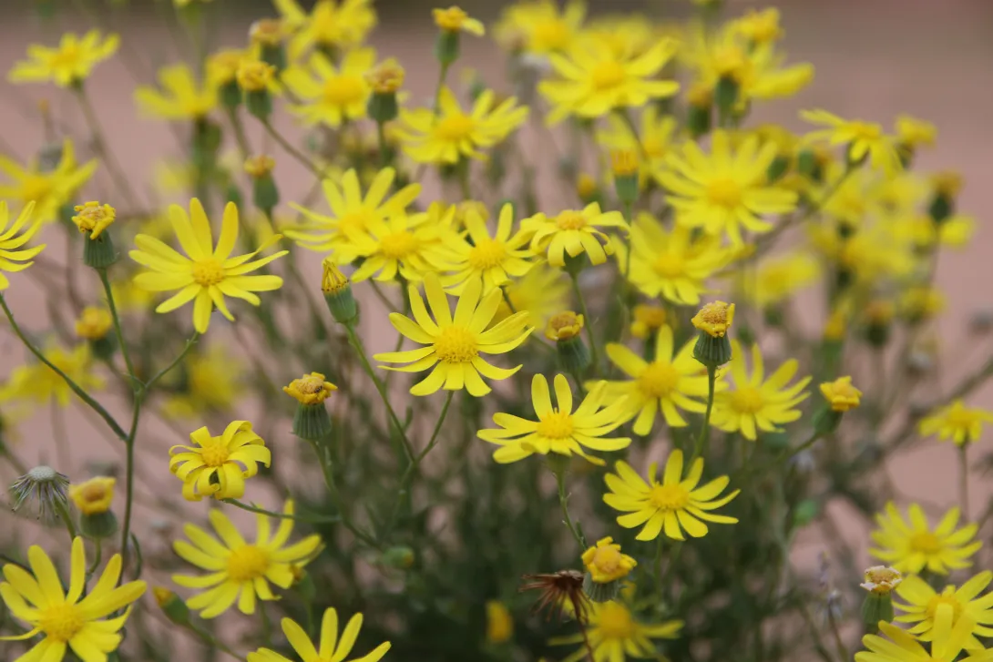Senecio glaucus subsp. coronopifolius flowers