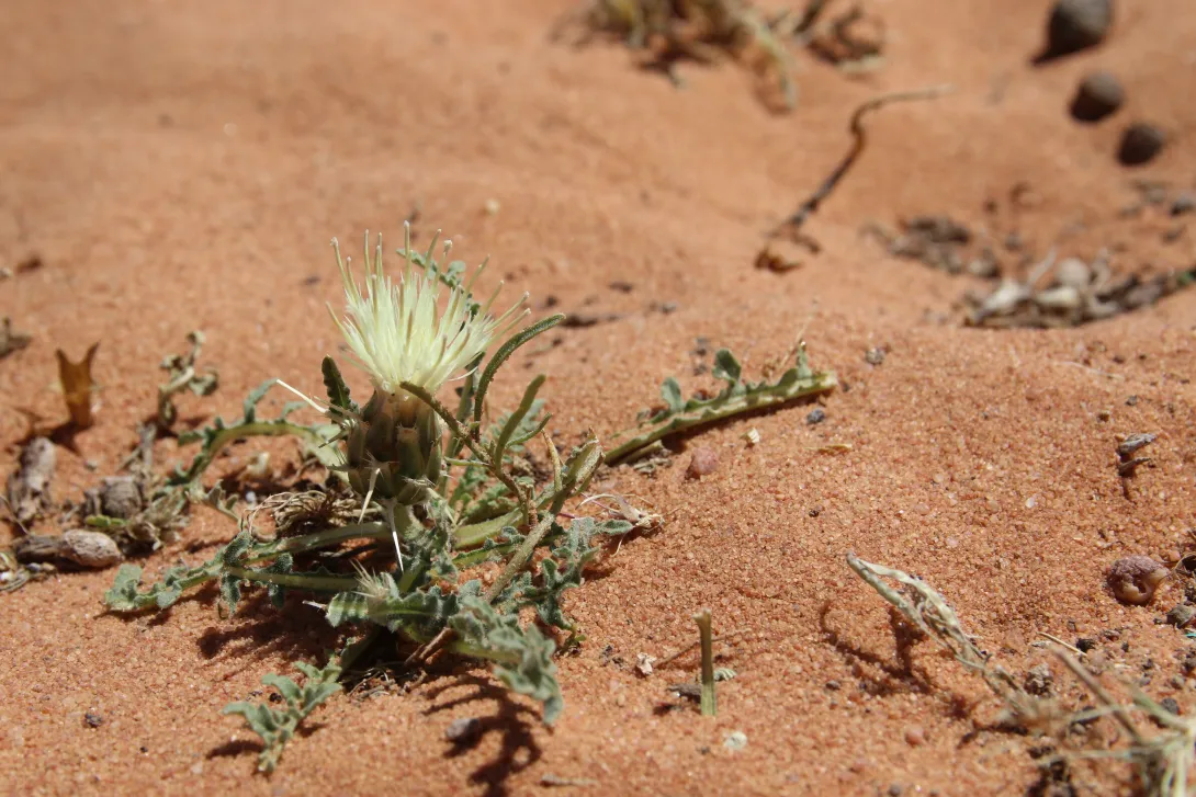 Whole plant