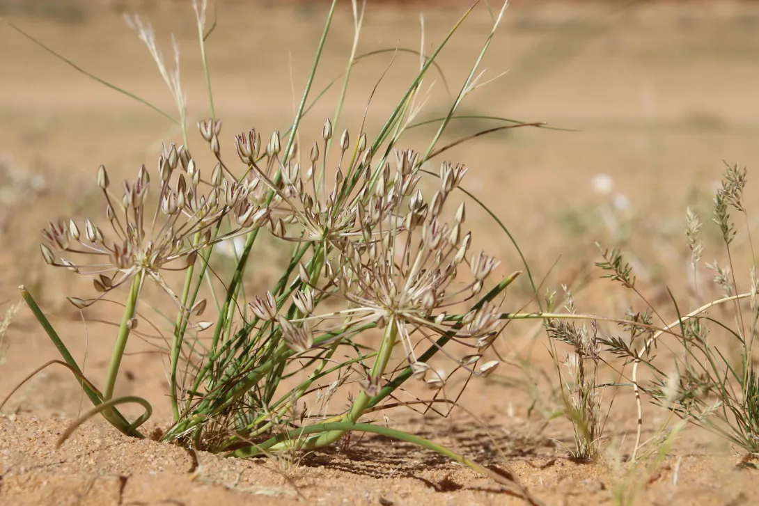 Whole plant