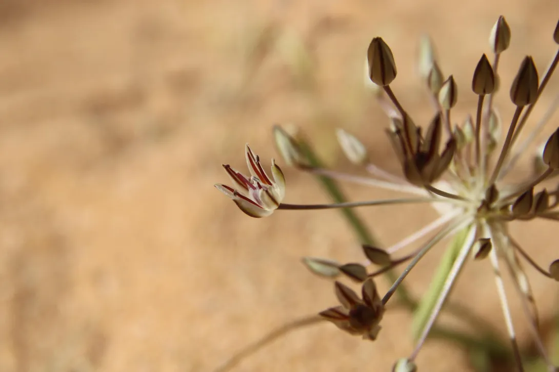 Flowers of Allium sindjarense