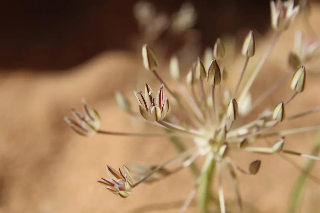 Flowers of Allium sindjarense