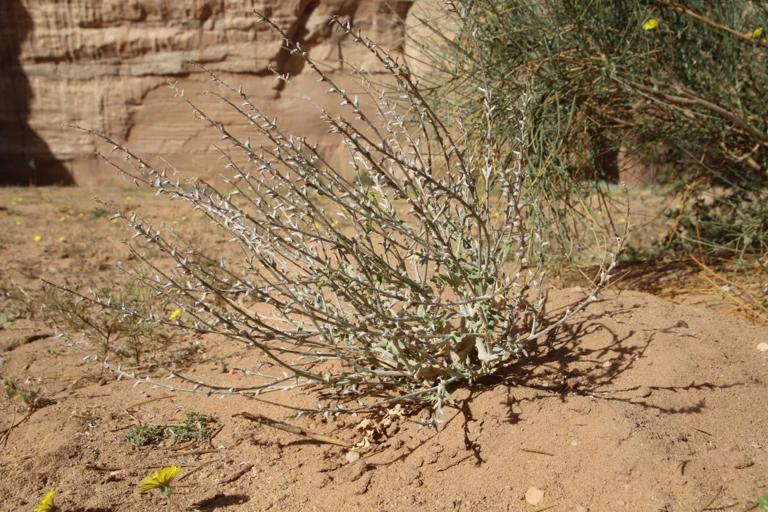 Whole plant