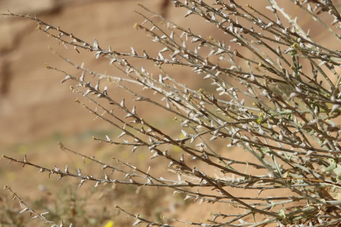 Schimpera arabica fruits