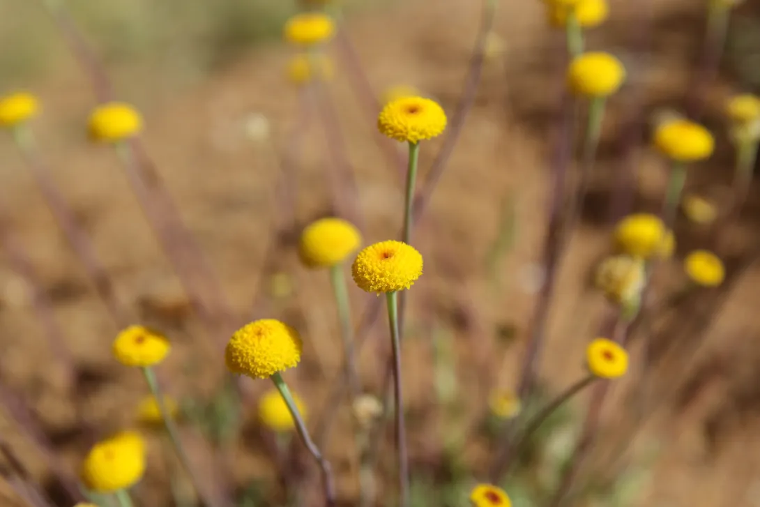 Otoglyphis factorovskyi flowers