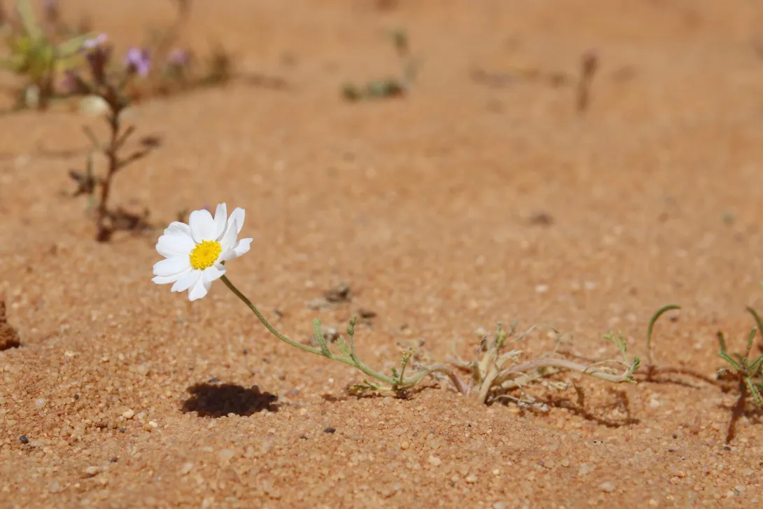 Anthemis deserti flower