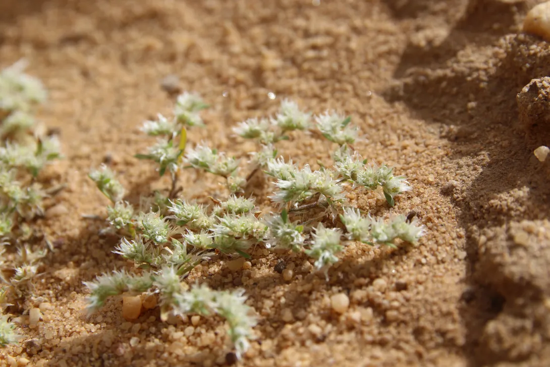 Whole plant