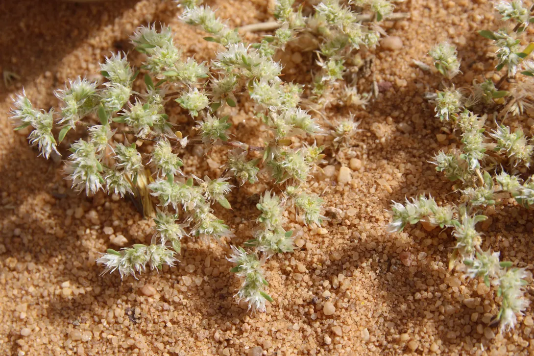 Whole plant