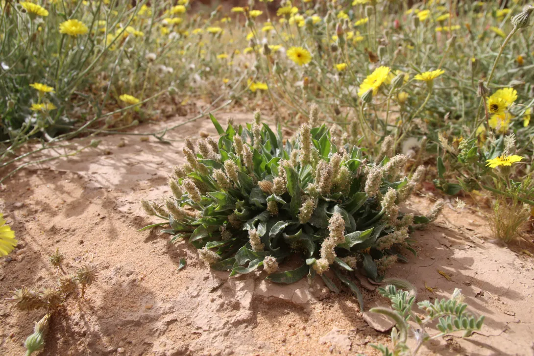 Whole plant