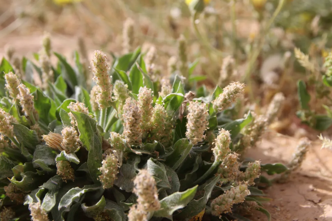 Plantago ciliata fruits